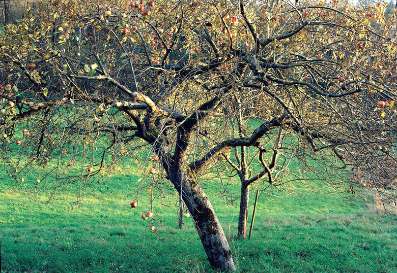 Apfelbaum, Uhingen Schwäbische Alb, 2010